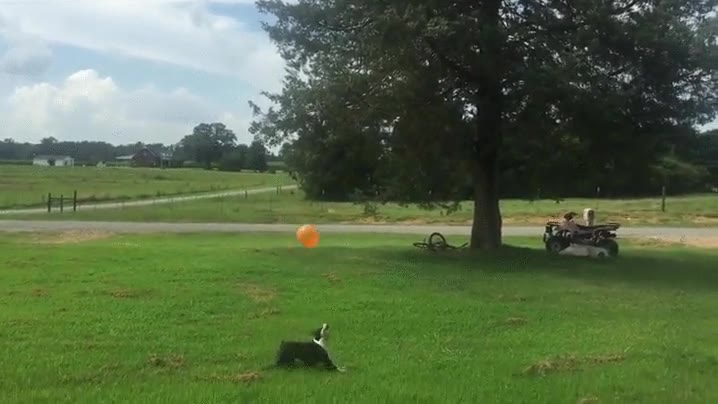 toques,bal&oacute;n,seguidos,perro,habilidad