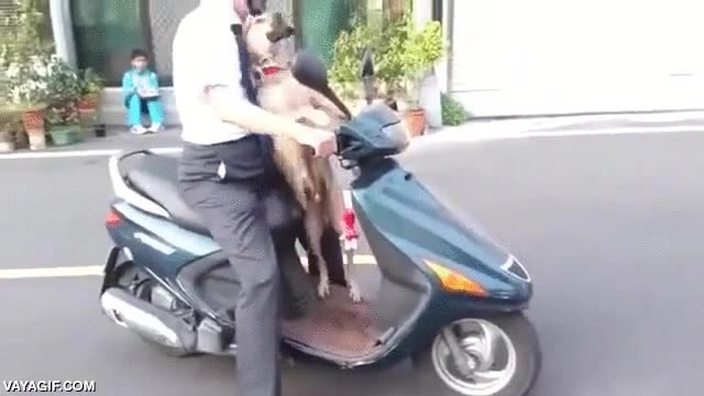 moto,perro,como un rey,ligar