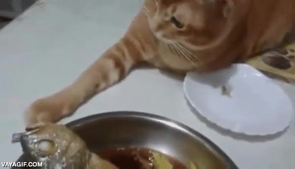 gato,empeña,tocar,pescado,tozudo