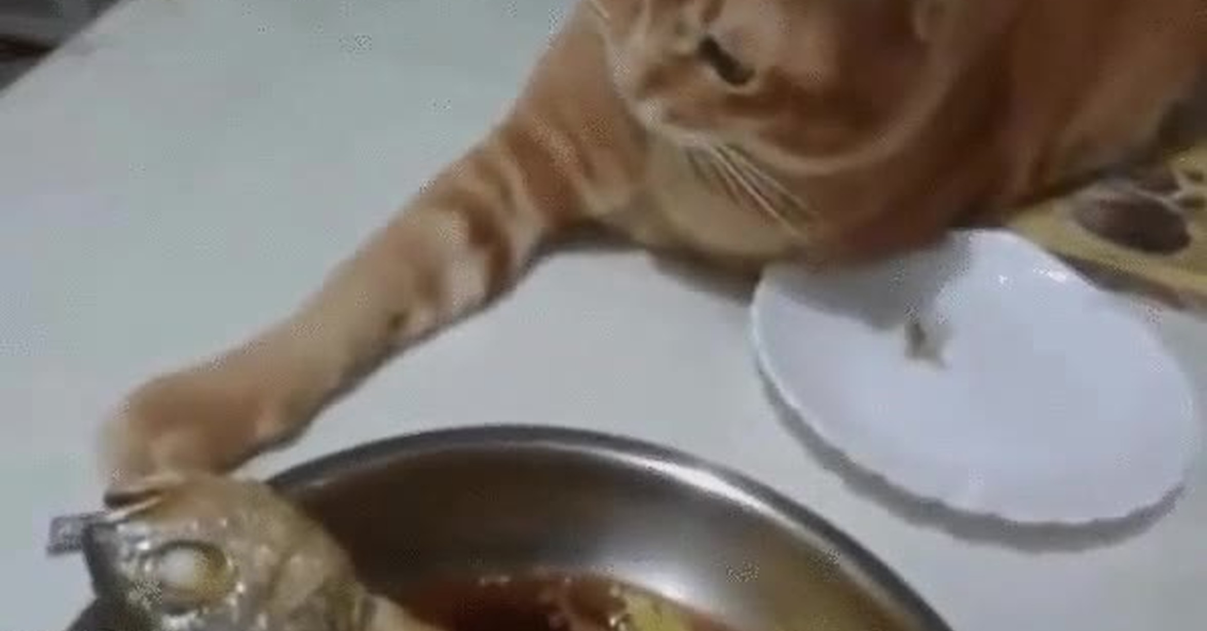 Кот украл рыбу гиф