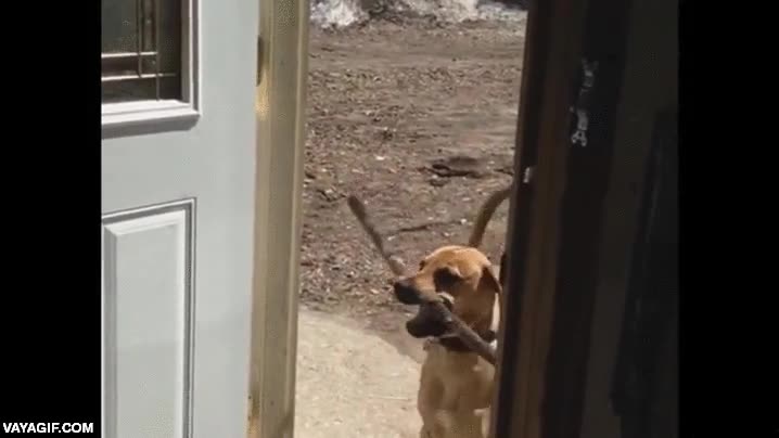 perro,madurar,aprender,feliz,palo,puerta,me voy