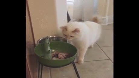 admítelo,gato,susto,mano,asustar