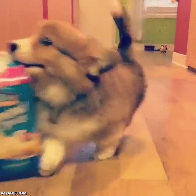 perro,preocupado,batido,servicial,buen amigo,wayne,alfred