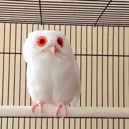 cara,ojos,buho,madrugada,fiesta