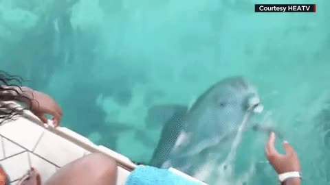 delfin,delfines,majos,devuelven,iPhone,agua