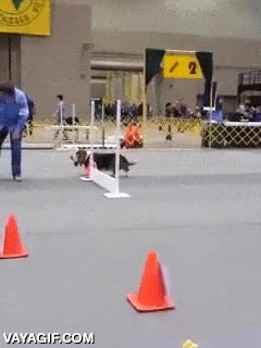 perro,cansado,le da mucho palo,que paciencia,ama cansina