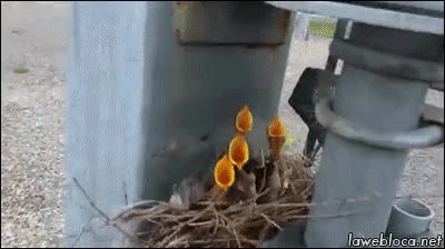 p&aacute;jaros,pensando,hora de comer,donde est&aacute; mami?