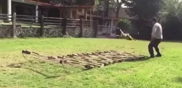 superman,salto,perro,espectacular,incre&iacute;ble,longitud