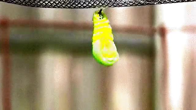 mariposa,monarca,gusano,nacer