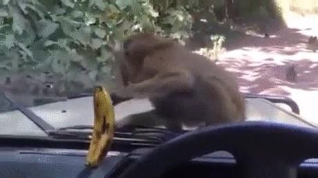 pl&aacute;tano,trolleo,coche,cristal,parabrisas,riesgo