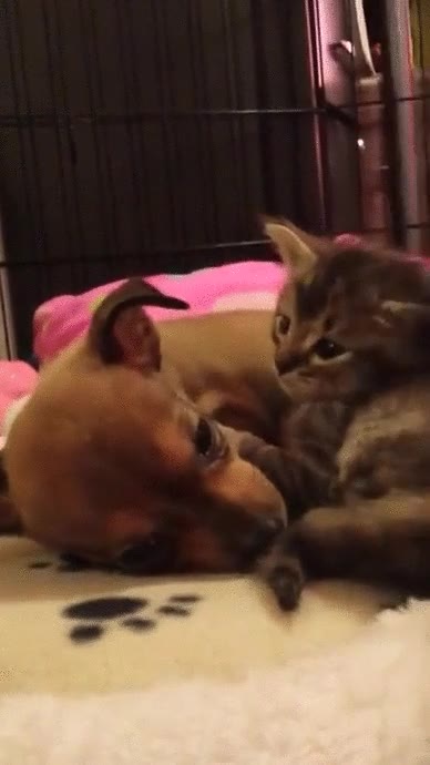 perros,gatos,mimitos,adorables