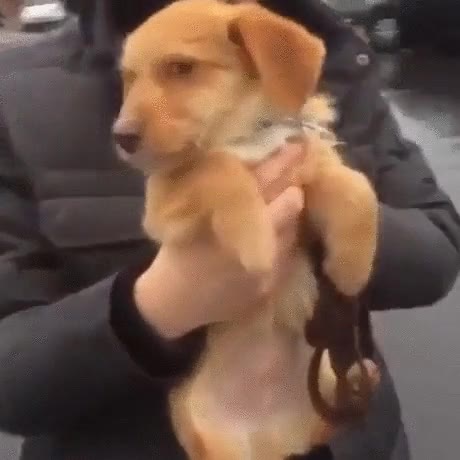 cachorro,perro d&iacute;a de lluvia,modo nadador,activado,adorable