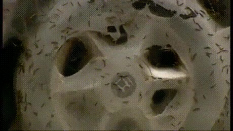 coche,orugas,arbol,a ver quien es el valiente que se acerca