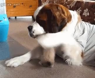 perro,tranquilo,cansado,siesta,gato,pata,pobrecillo