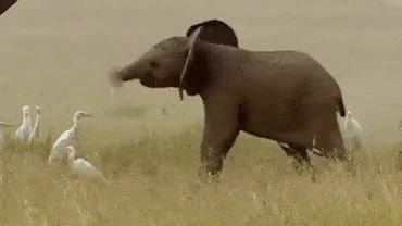 trompa,mujeres,elefante,por un día
