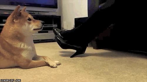 perro,imitar,cruzando las patas,vaya crack