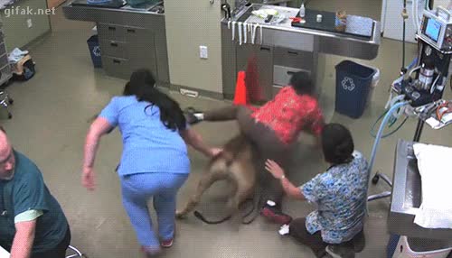 perro,pobre,odiolacastracion:c,caballo,yeeeeahhh