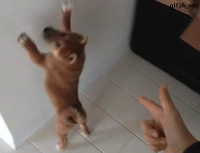 perrete,shiba,que mono diossss,pared,polisia