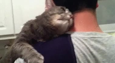 gato,comprensivo,personas,mono,apoya la cabeza