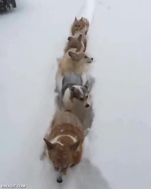 a bordo,tren,perros,hype,nieve