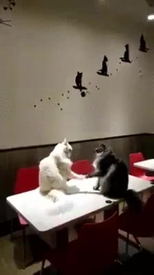 gatos,intentando,jugar,piedra,papel,tijera