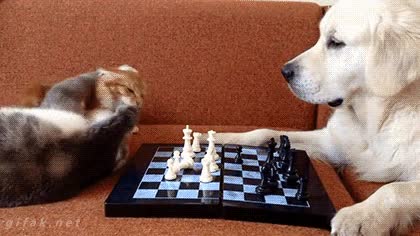 definici&oacute;n gr&aacute;fica,prioridades,gatos,perros,partida,ajedrez,los gatos van a lo suyo,perro resignado