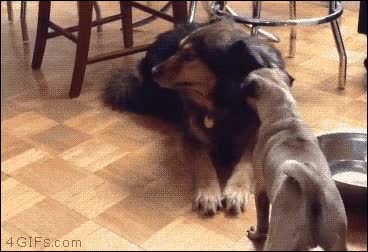 perro,gato,jugar,porfa,primer aviso,adios