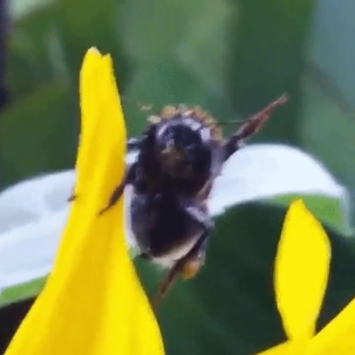 abeja,maya,humano,saludo,ojalá pudiéramos hablar con ellas