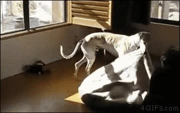 perro,listo,caliente,sol,el mejor sitio,sin duda