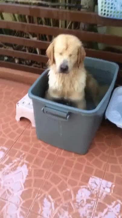 perro,chapoteando,ba&ntilde;o,le encanta,felicidad