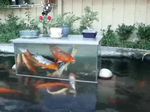 ellos,prefieren,pecera,peces,agua,m&aacute;s seguros