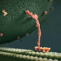 Una molécula de miosina lleva endorfina sobre un filamento neuronal endorfinas,felicidad,hormona,molécula,neuronas,placer