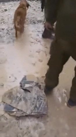 drama,perro,cachorro,final,feliz