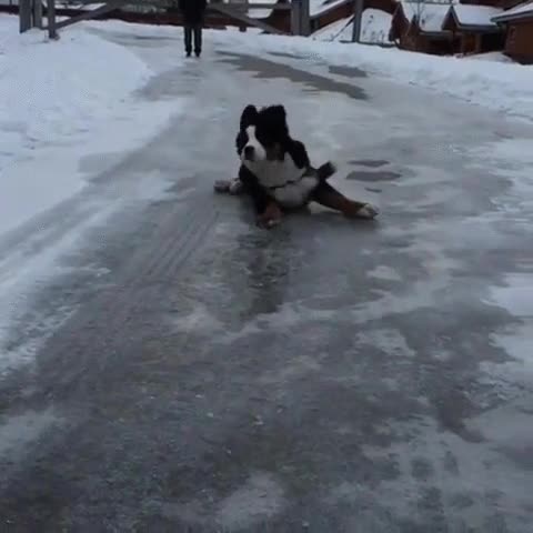 examen,sin estudiar,perro,hielo,desastre total