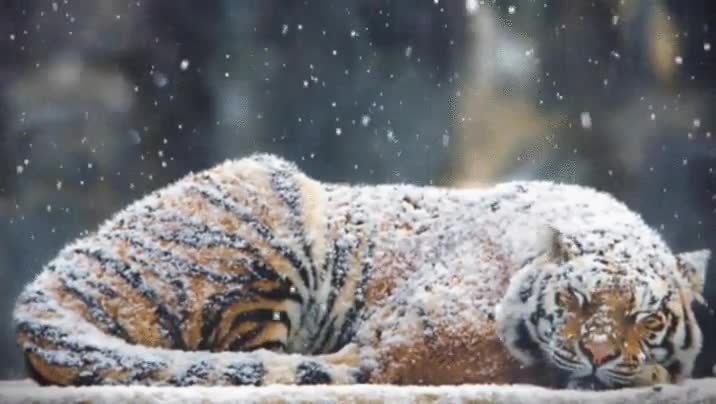 tigre,nieve,durmiendo,felicidad