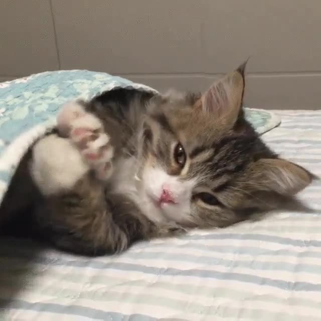 gato,manta,dormir,domingo,m&aacute;s horas,a gustito