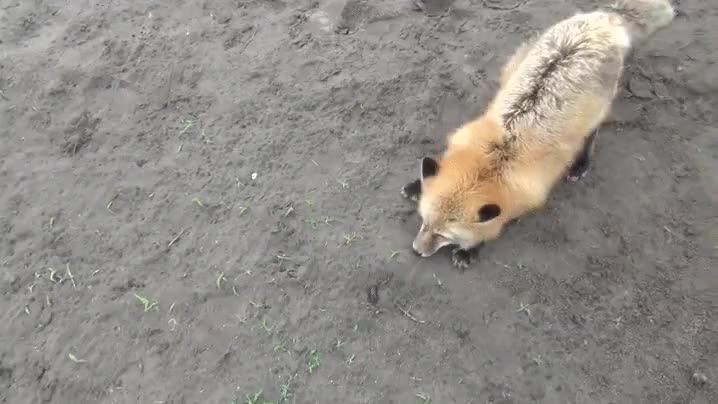 firefox,encontrar,bug,chistess