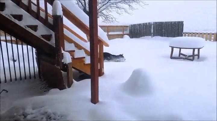 primer d&iacute;a,nieve,perro,adorables,existen,felicidad,diversi&oacute;n