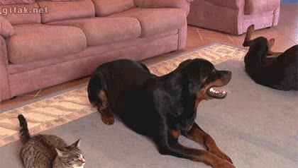 gatos,aprender,trucos,a su bols,barrel roll