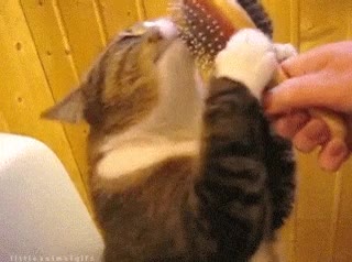 gato,cepillo,les encanta,ronroneos,felicidad