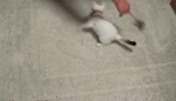 maniobra,distracci&oacute;n,giros,locos,rivales,gato,lucha,competencia