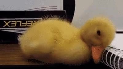 pollito,dormir,current mood,viernes,sue&ntilde;o