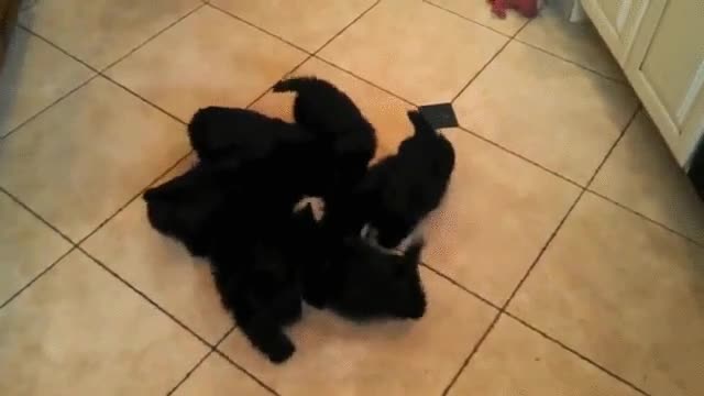 gatos,comiendo,sentido,agujas del reloj