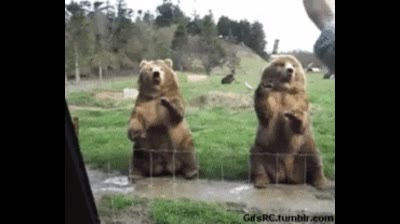 prueba,osos,gatos,majos,rancios