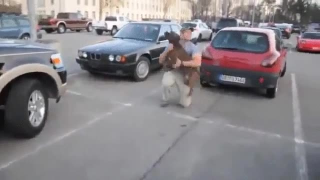 reacción,perro,militar,regreso casa