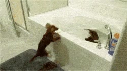 entusiasmo,perros,hora del ba&ntilde;o,saltos