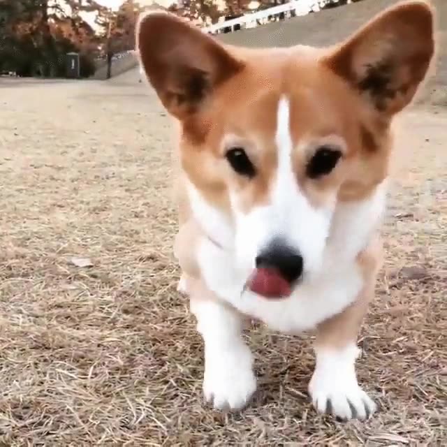 viernes,profesor,termine,&uacute;ltima clase,perro