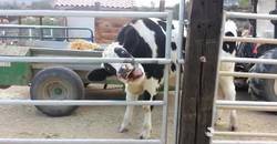Enlace a Vacas cada vez más inteligentes, capaces de desarmar dispositivos de seguridad