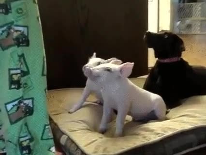 cerdos,capaces,aprender,trucos,sentarse,perros