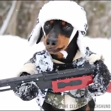 patrulla,canina,nosotros,divorcio,abandonad,esperanza,perro